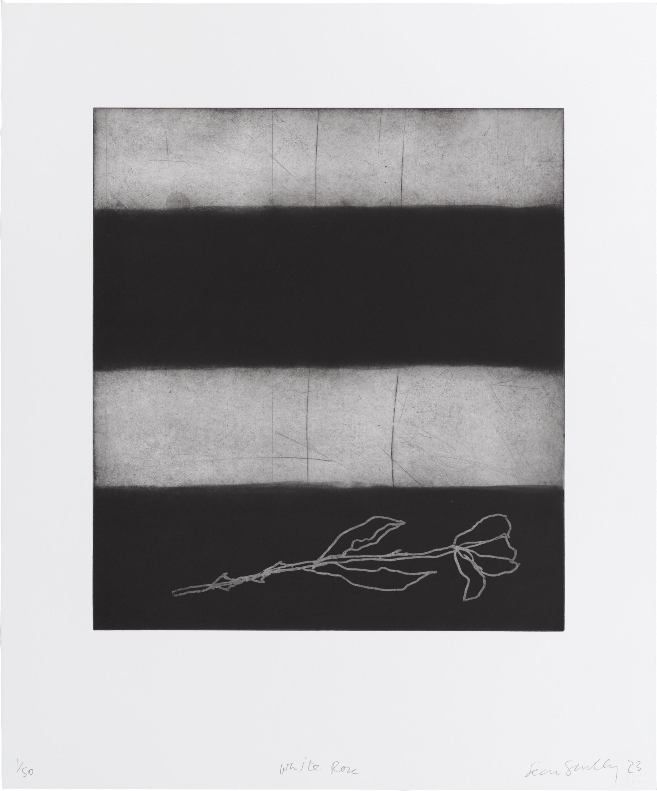 White Rose, a print donated to Newcastle University's postcard auction by alumnus Sean Scully